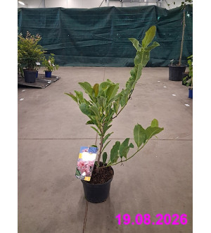 Magnolia stellata 'Rosea' C 2,5 L